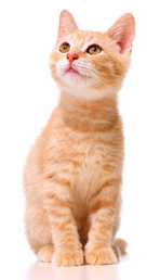 fotolia 254490836 web sp